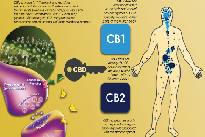 Do You Know These Interesting Facts about the Endocannabinoid System?