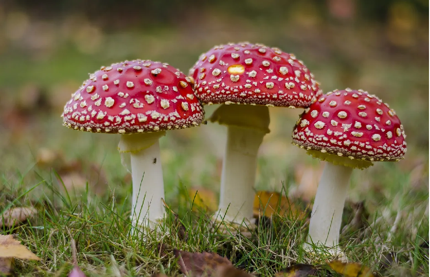 Can a Magic Mushroom Retreat Change Your Life?